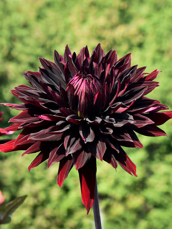 Tubercules de Dahlia Black Jack pour bouquets et compositions florales