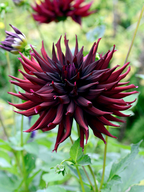 Tubercules de Dahlia Black Narcissus aux fleurs rouge velours foncé