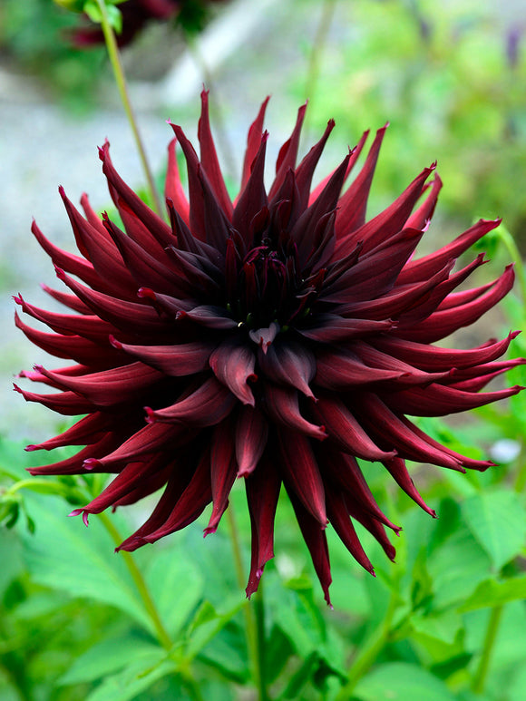 Tubercules premium de Dahlia Black Narcissus pour plantation au printemps