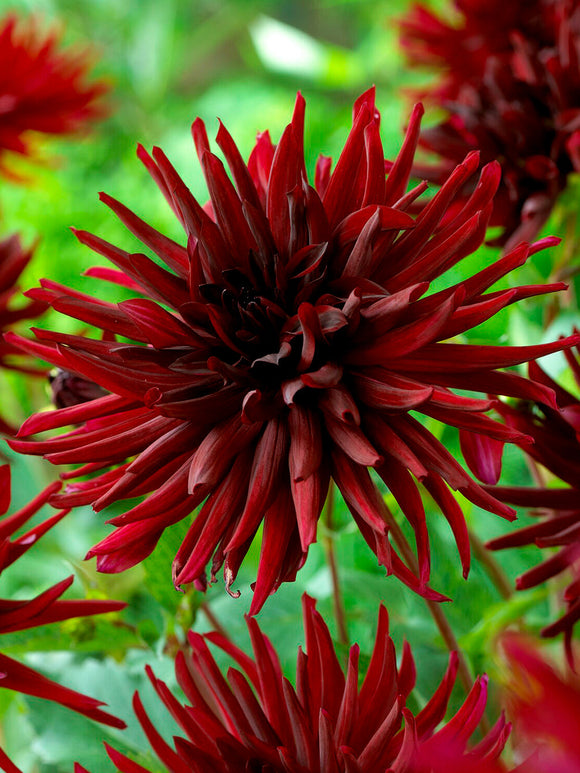 Tubercules de Dahlia Black Narcissus, livraison au printemps pour une plantation printanière