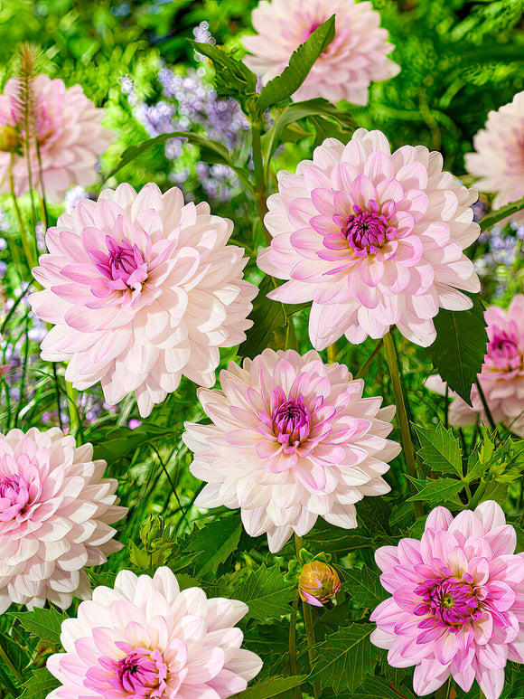 Grande fleur de dahlia ‘Blush Mirage’
