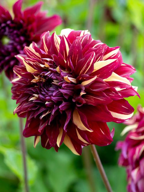Le Dahlia ‘Bohemian Spartacus’ est une variété spectaculaire qui apporte une présence exceptionnelle et des couleurs éclatantes au jardin d’été. 