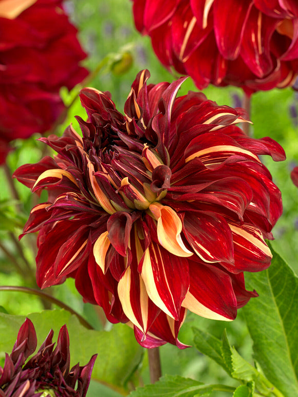 Tubercules de Dahlia Bohemian Spartacus Dinnerplate, livraison au printemps