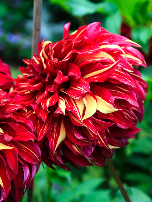 Acheter des tubercules de Dahlia Bohemian Spartacus pour le jardin d'été