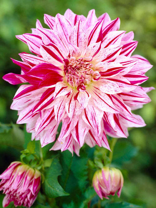Dahlia Bristol Stripe de Hollande