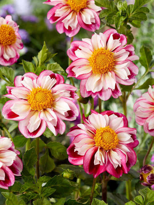 Acheter Dahlia Bumble Rumble