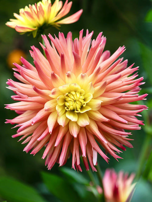 Tubercules de Dahlia Cabana Banana semi-cactus, livraison au printemps