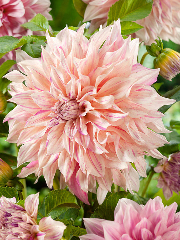 Dahlia Cafe au Lait Twist - Bulbes à fleurs
