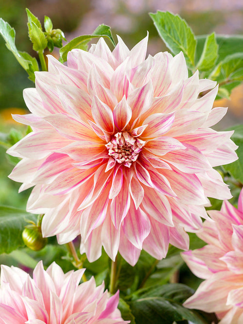 Achat bulbes dahlias Cafe au Lait Twist