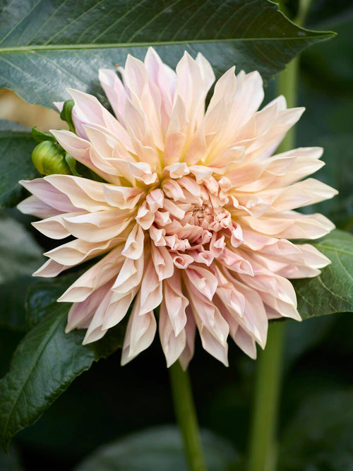 Dahlia ‘Café de Paris’ rose doux