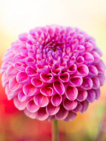 Dahlia Caitlins Joy