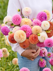 Collection de Dahlias Candy Ball