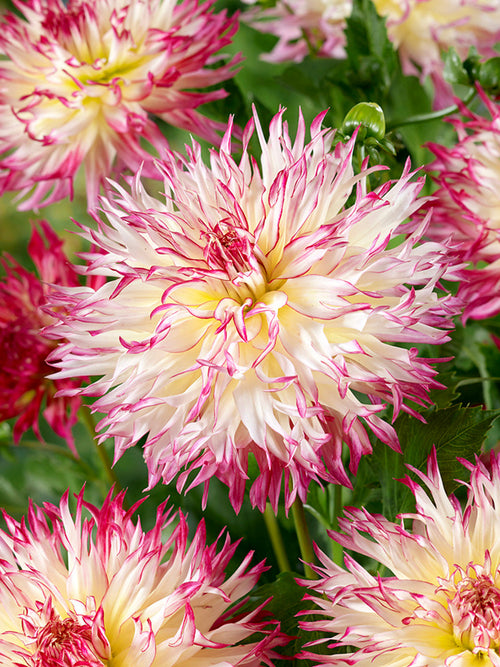 Le Dahlia ‘Caproz Josephine’ est un magnifique dahlia fimbriata apprécié pour ses pétales finement découpés et son apparence légère et délicate.