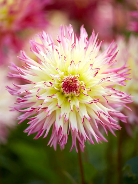 Tubercules de Dahlia Caproz Josephine fimbriata, livraison au printemps