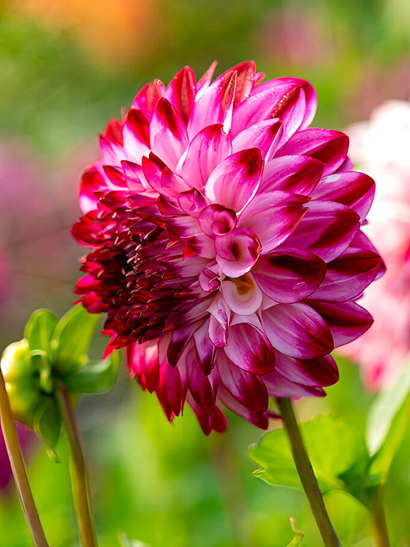Dahlia ‘Caproz Pizzazz’ rose et blanc