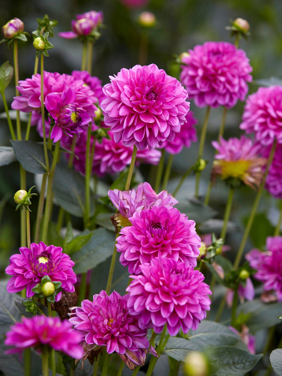 Dahlia ‘Cartouche’ en pleine floraison