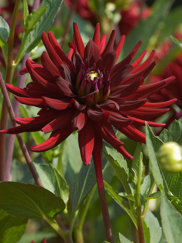 Tubercules de Dahlia Chat Noir cactus, livraison au printemps