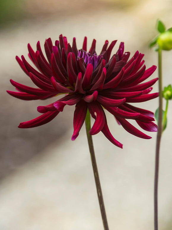 Acheter des tubercules de Dahlia Chat Noir pour le jardin d'été