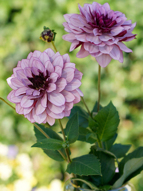 Achat bulbes dahlias Creme de Cassis