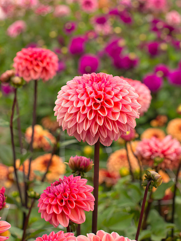Dahlia ‘Daisy Duke’ rose pêche