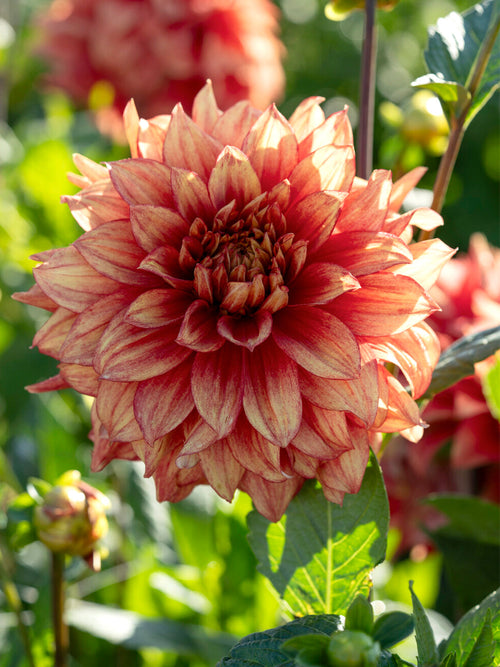 Tubercules de Dahlia Dazzling Magic, livraison au printemps pour une plantation printanière