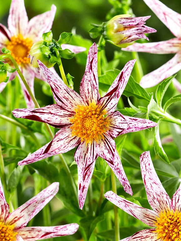 Tubercules de Dahlia Destiny's Teacher étoilé, livraison au printemps