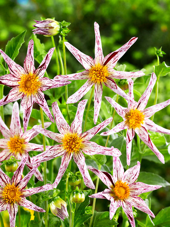 Acheter des tubercules de Dahlia Destiny's Teacher pour le jardin d'été