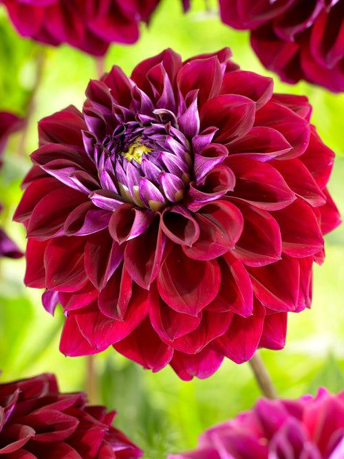 Acheter des tubercules de Dahlia Diva pour le jardin d'été
