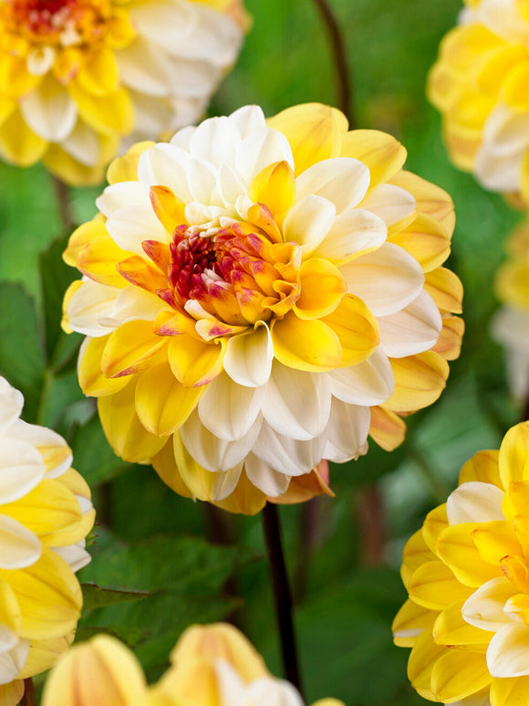 Tubercules de Dahlia Double Jill, livraison au printemps pour une plantation printanière