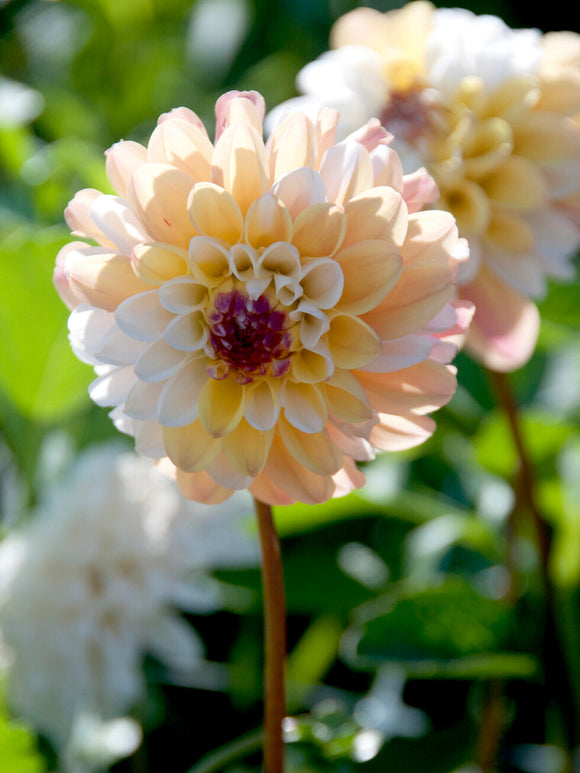 Tubercules de Dahlia Double Jill décoratif, livraison au printemps