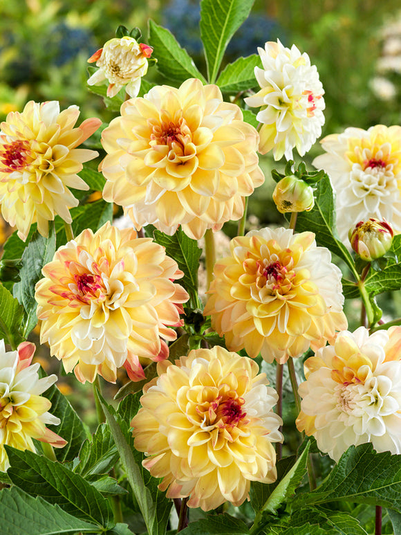 Tubercules de Dahlia Double Jill aux fleurs crème et jaune beurre