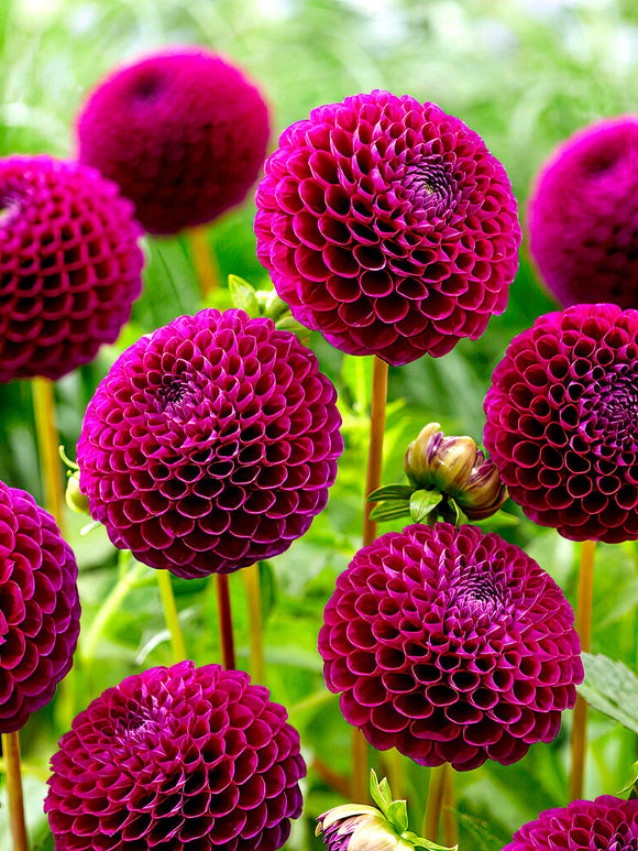 Dahlia violet au jardin d’été