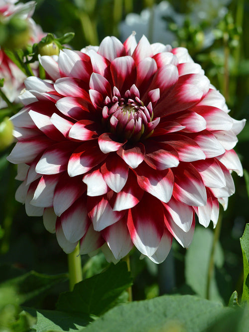 Dahlia Duet de Hollande