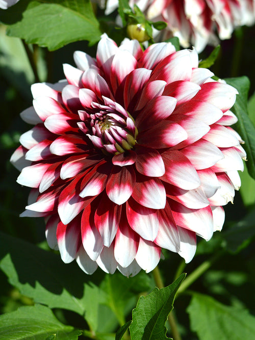 Dahlia Duet - Bulbes à fleurs