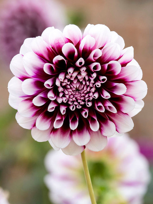  Dahlia Edinburgh de Hollande
