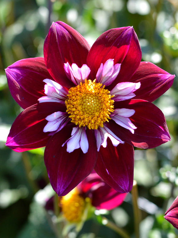 Dahlia Eefje - Gros bulbes à fleurs