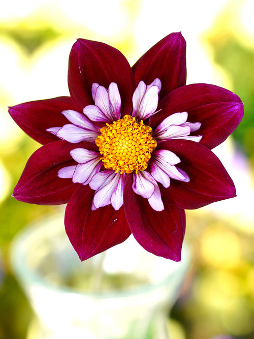 Achat bulbes dahlias Eefje