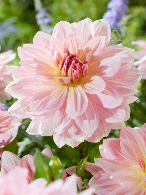 Tubercules de Dahlia Fairway Pilot, livraison au printemps pour une plantation printanière