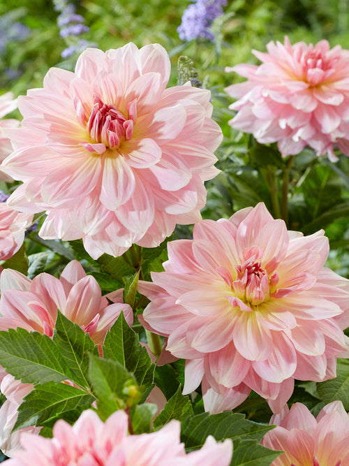 Tubercules de Dahlia Fairway Pilot aux fleurs rose poudré
