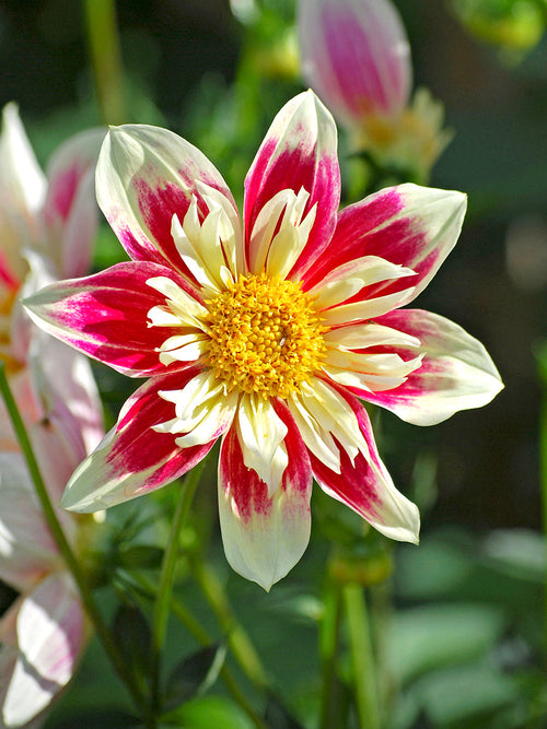 Acheter tubercules Dahlia Fashion Monger en ligne dahlia à collerette fleurs rouge framboise et collerette blanc crème pour jardin estival