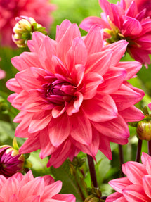Dahlia Feline Yvonne
