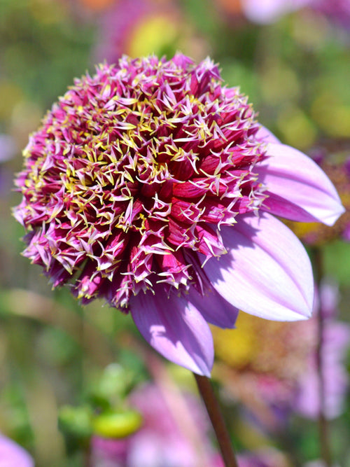 Dahlia Fenna Baaij de Hollande