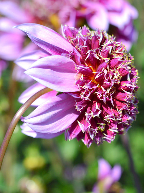 Dahlia Fenna Baaij Bulbes à fleurs