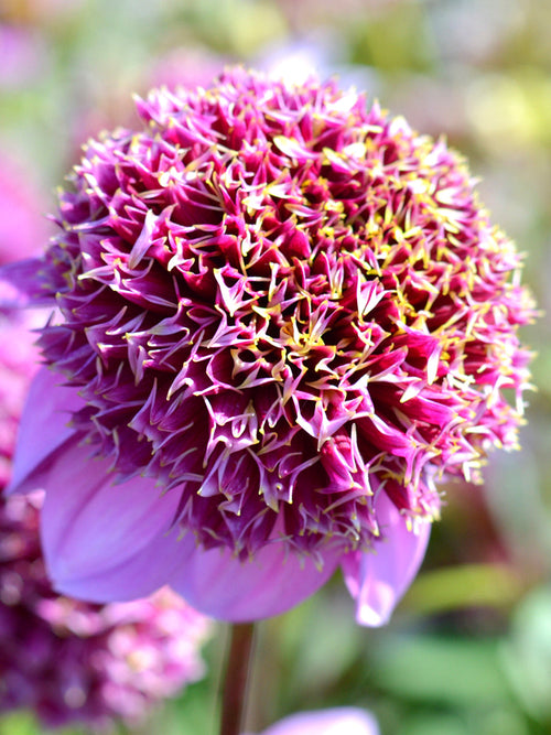 Achat Dahlia Fenna Baaij en ligne! 