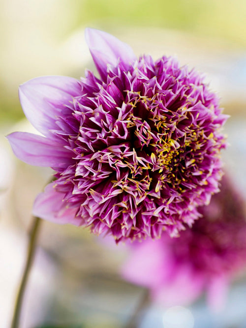 Dahlia Fenna Baaij
