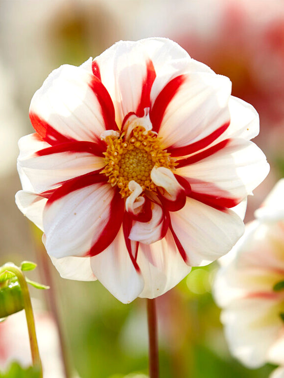 Bulbes de Dahlias Fire and Ice
