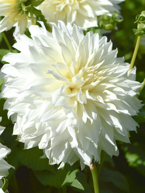Dahlia Fleurel - Bulbes à fleurs