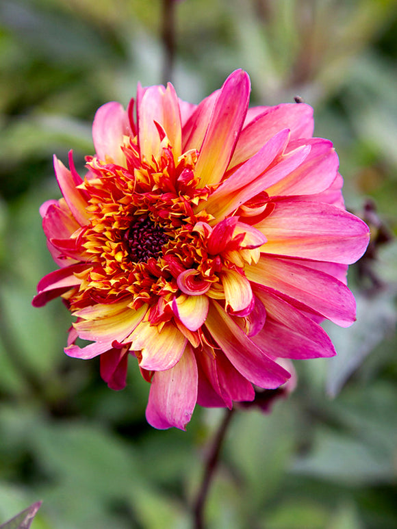 Dahlia Floorinoor cultivé à partir de tubercules fleurs bicolores rose magenta et orange cuivré de juillet aux premières gelées
