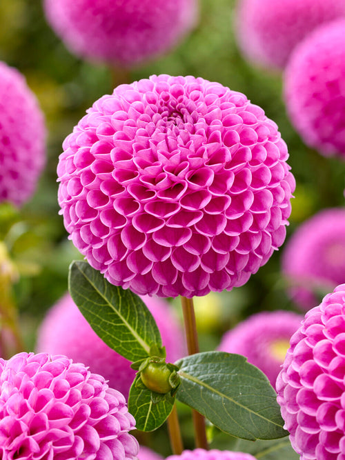 Dahlia Franz Kafka dahlia pompon avec des fleurs sphériques presque parfaites rose profond et feuillage vert foncé en pleine floraison dans un massif estival