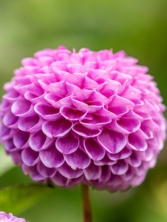 Dahlia Franz Kafka cultivé à partir de tubercules avec des fleurs sphériques rose profond fleurissant du début de l'été jusqu'aux premières gelées d'automne